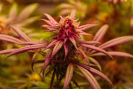 Exploring the World of Marijuana Seeds Idaho 1