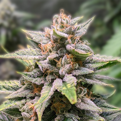 Exploring the World of Marijuana Seeds Idaho 1