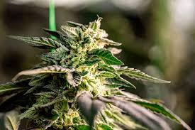 Exploring the World of Marijuana Seeds Idaho 1